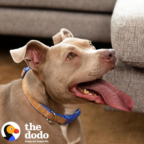The Dodo Cork Dog Collar, Stripe, Size Medium; Cork Material Collar for Dogs, Everyday Pet Apparel; Adjustable Snap Together, Pinch Release Buckle...