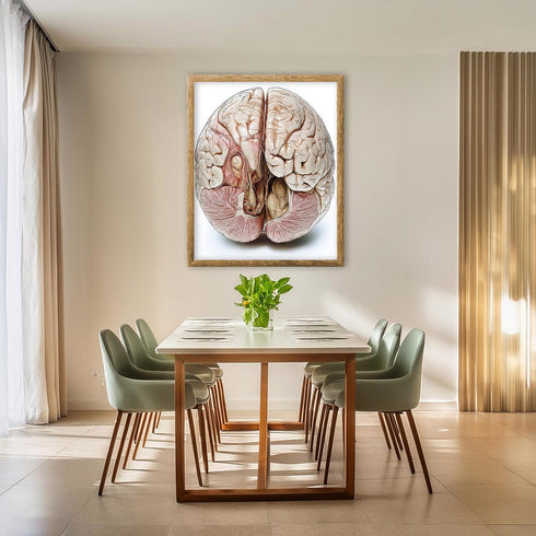 Posterizer 1 pcs-anatomical illustration of the human brain-Teachers & Classrooms-Abstract & Modern Art-School and classroom art- unframed wall ar...