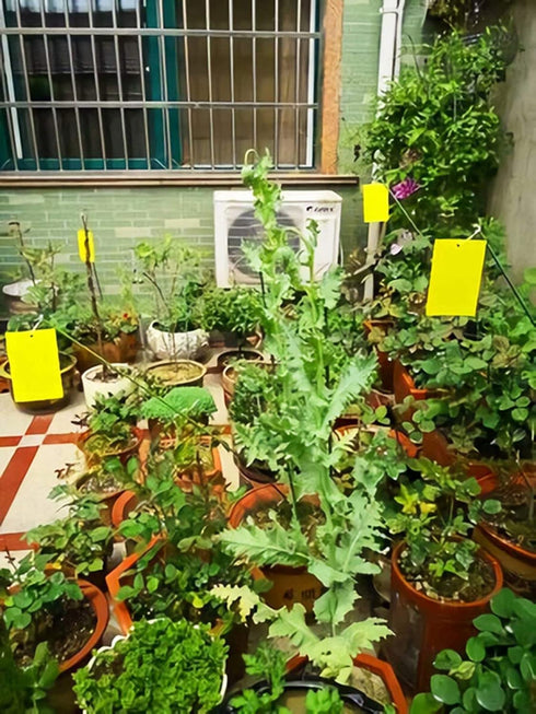 Faicuk Yellow Dual-Sided Sticky Fly Traps for Plant Insect Like Aphids, Fungus Gnats, Leaf Miners and White Flies (10 Pack)...