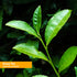 Herb Pharm Green Tea Extract 1 oz Liquid...