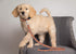 Pets First Collegiate Pet Accessories, Dog Leash, Auburn Tigers, Large...