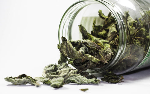 Organic Way Lungwort Dried Leaves (Pulmonaria Officinalis) Cut & Sifted - Herbal Tea | Organic & Kosher Certified | Raw, Vegan, Non GMO & Gluten F...