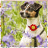 8PCS Dogs Collar Flowers Large Bows Charms Attachment Acessories Sliders Sunflower Pink Yellow Purple Orange Red for Large Medium Puppy Doggy Pet ...