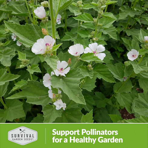 Marsh Mallow Seed for Planting - 1 Packet with Instructions to Plant and Grow Rare Medicinal Flowering Herbs in Your Home Vegetable Garden - Non-G...