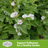 Marsh Mallow Seed for Planting - 1 Packet with Instructions to Plant and Grow Rare Medicinal Flowering Herbs in Your Home Vegetable Garden - Non-G...
