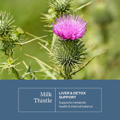 Eclectic Herb - Premium Freeze Dried Milk Thistle Capsules | Dietary Supplement | Liver Support, Detox, Cleanse + Maintain | Natural, Non-GMO, Veg...