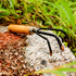 Garden Little Tool Sets - Wooden Handle Black Metal Gardening Tools Include: Trowels, Cultivator and Trans-Planter - Awesome for Family Use Growin...