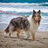 Dog Training Leash for Small to Medium Dogs, Rope Dog Leash, Chew Proof and Reflective Dog Lead...