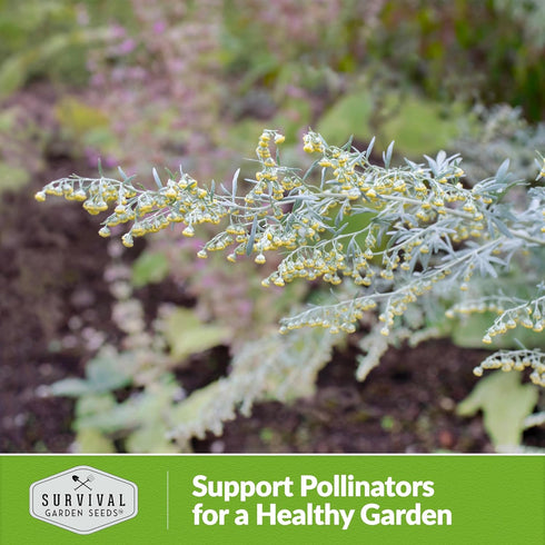 Wormwood Seeds for Planting - 1 Packet with Instructions to Plant and Grow Beneficial Medicinal Herbs in Your Home Herb Garden - Non-GMO Heirloom ...