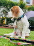 Max & Molly Comic Cartoon Dog Collar with Safety QR Code Dog Tag - Soft, Adjustable, & Waterproof Collar, Cute Summer Themed Designs for both Girl...