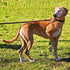 Genuine Leather Dog Leash - Heavy Duty Dog Training Leashes for Large Breed Dogs and Medium Dogs - 4FT / 5FT / 6FT Long with Color Black and Brown...