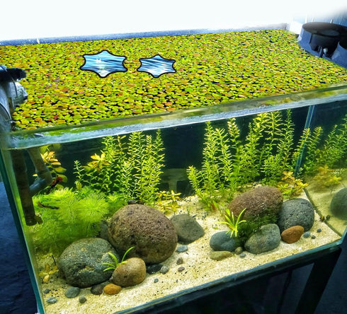 5pcs Aquarium Floating Plant Rings, Foam Floating Plant Corral Flower Shaped Betta Fish Feeding Rings Fish Tank Duckweed Food Ring for Interceptin...