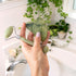 EcoTools Beauty Skin Care Tool Jade Facial Roller and Gua Sha Stone Duo, Face Roller and Massager, Skincare and Sculpting Tools, Green, Promotes H...