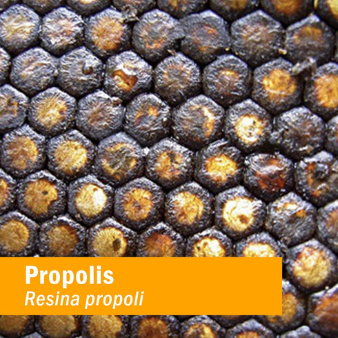 Herb Pharm Propolis Extract for Immune System Support - 1 Ounce...