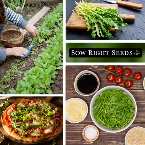 Sow Right Seeds - Arugula Seeds for Planting - Non-GMO Heirloom Seeds with Instructions to Plant a Home Vegetable Garden - Indoors, Hydroponics or...