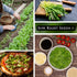 Sow Right Seeds - Arugula Seeds for Planting - Non-GMO Heirloom Seeds with Instructions to Plant a Home Vegetable Garden - Indoors, Hydroponics or...