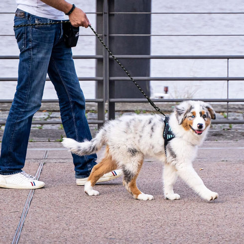 5/6 FT Strong Pet Dog Leash with Soft Padded Handle,Highly Reflective Rope for Night Walking,360-Degree Rotating Metal Buckle Without Tangles,Suit...