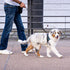 5/6 FT Strong Pet Dog Leash with Soft Padded Handle,Highly Reflective Rope for Night Walking,360-Degree Rotating Metal Buckle Without Tangles,Suit...