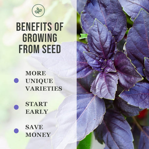 Sow Right Seeds - Catnip Seed for Planting - Popular Herb for Happy Cats - Non-GMO Heirloom Packet with Instructions to Plant and Grow - A Gift fo...