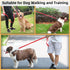 AMAGOOD 6 FT Puppy/Dog Leash, Strong and Durable Traditional Style Leash with Easy to Use Collar Hook,Dog Lead Great for Small and Medium and Larg...