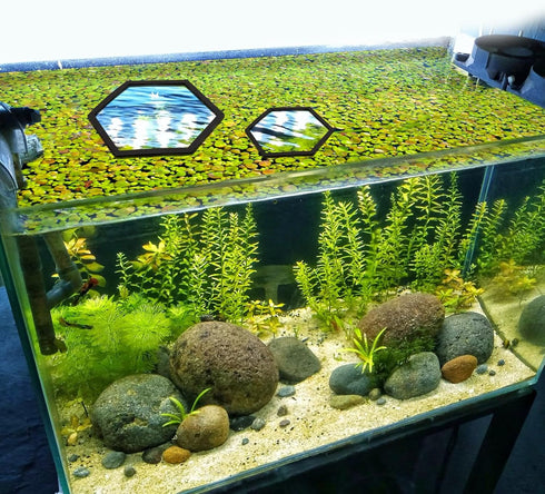 5pcs Aquarium Floating Plant Corral, Foam Fish Feeding Rings Hexagon Fish Tank Food Ring for Keeping Floating Plants in Place (Black)...