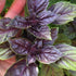 CHUXAY GARDEN Purple Sweet Basil Seed 250 Seeds Ocimum Basilicum Edible Herb Plant Attractive Serrated Pointy Leaves Heirloom Vegetable Great Tast...