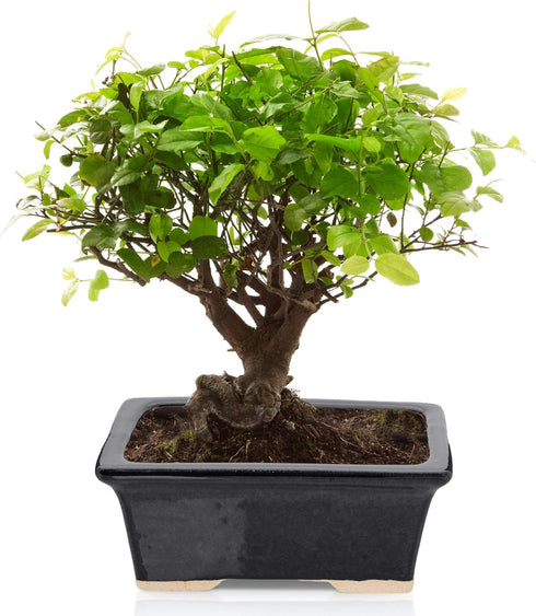 Glazed Ceramic Bonsai Pot - Ceramic Planter for Succulents and Small Plants - Black Rectangular Pot Perfect for Indoor and Outdoor Gardens, Tables...