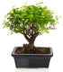 Glazed Ceramic Bonsai Pot - Ceramic Planter for Succulents and Small Plants - Black Rectangular Pot Perfect for Indoor and Outdoor Gardens, Tables...