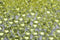 2000 pcs/Pack Wedding Table Scatter Confetti Crystals Acrylic Diamonds 8 mm Rhinestones for Wedding, Bridal Shower, Vase Beads Decorations (8mm, L...
