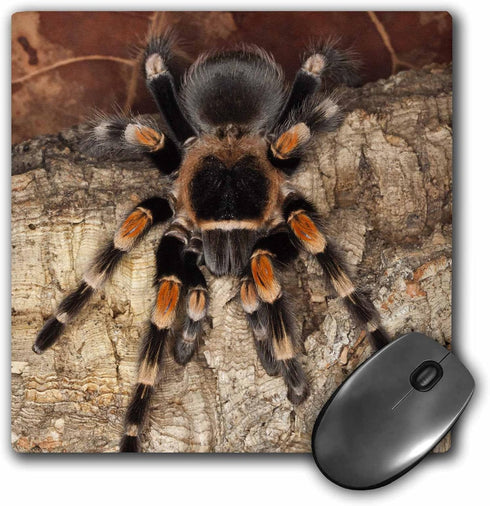 3dRose LLC 8 x 8 x 0.25 Mexican Red-Kneed Tarantula Spider Mexico Adam Jones Mouse Pad (mp_86584_1)...