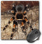 3dRose LLC 8 x 8 x 0.25 Mexican Red-Kneed Tarantula Spider Mexico Adam Jones Mouse Pad (mp_86584_1)...