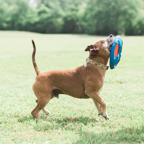 ChuckIt! Fetch Flight Dog Toy...