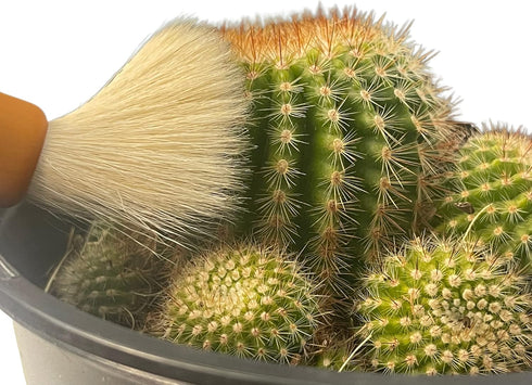 Southside Plant Cactus & Succulent Plants Cleaning Brushes - Wooden Handles w/Soft Goat Hair Bristles - Garden Cleaning Tools, Gentle on Plants, 7...