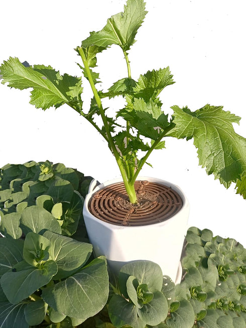 Yfan Plant Pot Gird with Center Hole Cuttable Plastic Gird Flower Cover Soil Protectors from Cats Dogs Digging Stopper Baby satety Plant Gird Cove...