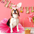 2 Pcs Dog Crown Headband Dog Tutu Dress Set Crystal Rhinestone Dog Tiara Crown Tutu Skirt Dog Dress Cute Pet Costume for Puppy Dog Birthday Party ...