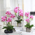 FagusHome 6 PCS Artificial Phalaenopsis Orchids Leaves 11 inches Green Faux Orchids Leaf (6 Pcs)...