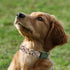 Flower Patterns Dog Collar with Accessories, Soft Cotton Dog Collars for Small Medium Large Female and Male Dog(Daisy&Wild Chrysanthemum L)...