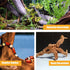 Aquarium Driftwood Natural Trunk Driftwood Assorted Branches 3.9-5.9" Assorted Trunk Terrarium Ornament(5 Pcs)...