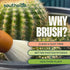 Southside Plant Cactus & Succulent Plants Cleaning Brushes - Wooden Handles w/Soft Goat Hair Bristles - Garden Cleaning Tools, Gentle on Plants, 7...