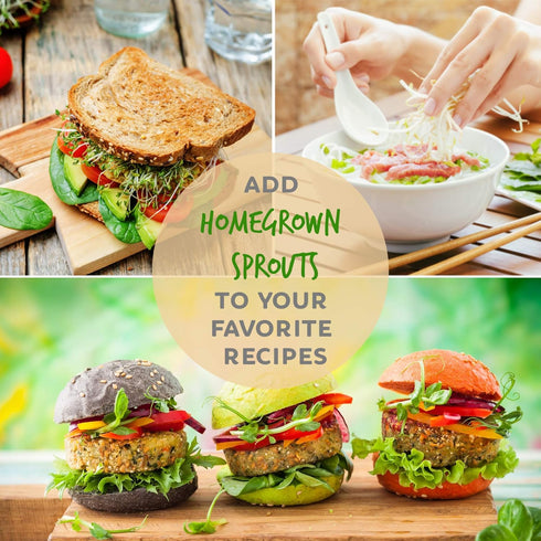 Organic Broccoli Sprouting Seeds by Handy Pantry | 4 oz. Resealable Bag | Non-GMO Broccoli Sprouts Seeds, Contain Sulforaphane...