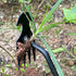 Weed Puller Tool, 2 Pcs 4 Teeth Durable Garden Weed Pulling Tool, Portable Garden Weeder Tool with Gloves for Vegetable Gardening, Backyard Farm W...