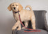 Pets First Collegiate Pet Accessories, Dog Leash, Illinois Fighting Illini, Small...