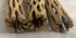 Awesome Aquatic Natural Cholla/Choya Wood 3 Pieces 6” for Shrimp Habitat and Food Treat Hermit Crabs Plecos Aquarium Decoration Lowers pH Hideouts...