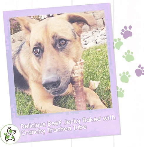 Nature Gnaws Beef Trachea Crunch Wraps for Dogs - Premium Natural Beef Bones - Long Lasting Dog Chew Treats - Rawhide Free - 5-6 Inch, 3 Count (Pa...