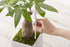 Aquameter - Small - Black - Bundle of 2 - Leave-in Soil Moisture Meter for Potted Plants - Plant Water Sensor - Refillable...