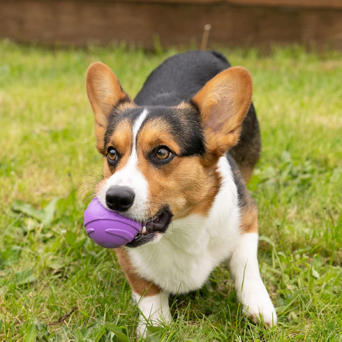 Furhaven 3-Pack 2.5" Squeaky Ball Dog Toys for Small/Medium Dogs, Fits Most Standard Launchers - Fetch 'N Fun TPR Squeaky Ball Toy Set - Space Pac...