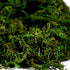 BYHER Artificial Moss Fake Green Grass for Centerpieces Home Kitchen Garden Decor (3.5OZ, Fresh)...
