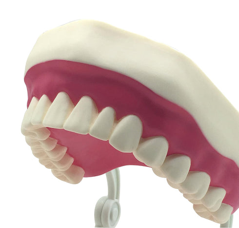 Dental Teeth Care Model with Toothbrush,32 Teeth,Kouber Human Anatomical Model,4"x 5" x 7"...