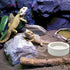 2 Pcs Reptile Food Bowl Ceramic Water Feeder Bowls Anti- Escape Mini Reptile Feeder for Lizard, Gecko etc, Round...