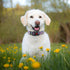 Cute Floral Dog Collar for Small Medium Large Dogs,Girl Female Dog Collars Soft Patterns Adjustable Pet Collar with Quick Release Safety Buckle fo...